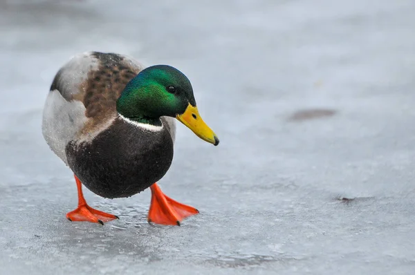 Enten Auf Dem See 2022 Winter — Stockfoto