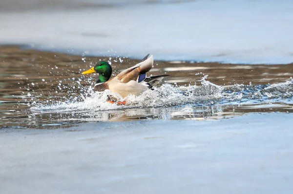 Patos Lago 2022 Invierno — Foto de Stock