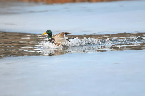 Enten Auf Dem See 2022 Winter — Stockfoto