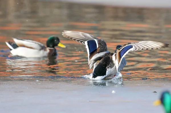 Enten Auf Dem See 2022 Winter — Stockfoto