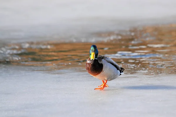 Enten Auf Dem See 2022 Winter — Stockfoto