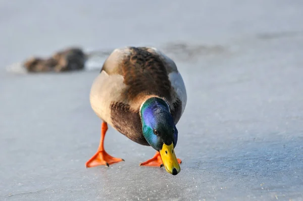 Patos Lago 2022 Invierno — Foto de Stock