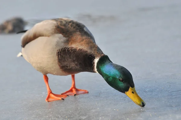 Enten Auf Dem See 2022 Winter — Stockfoto