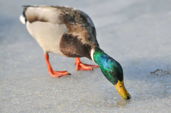 Enten Auf Dem See 2022 Winter — Stockfoto