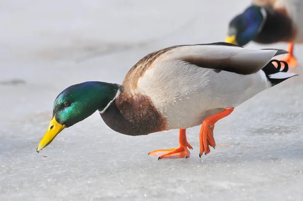 Canards Sur Lac 2022 Hiver — Photo