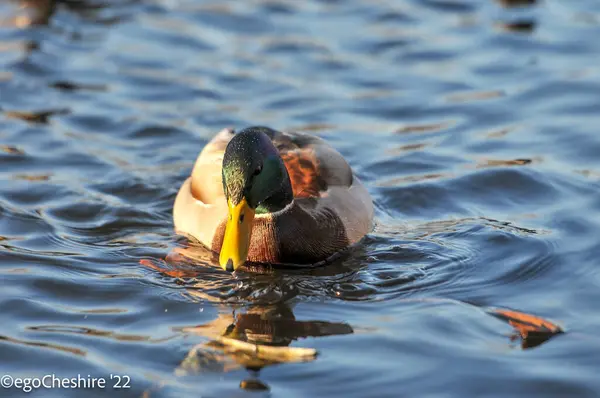 Ducks Lake 2022 Winter — Stock Photo, Image
