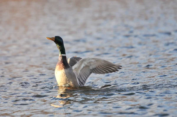 Patos Lago 2022 Inverno — Fotografia de Stock