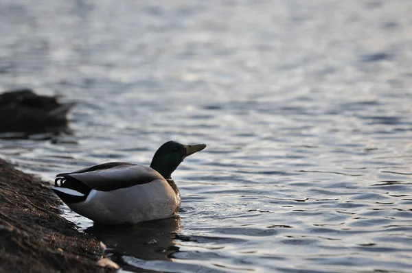 Kışın 2022 Ördekler — Stok fotoğraf