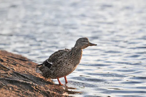 Patos Lago 2022 Inverno — Fotografia de Stock