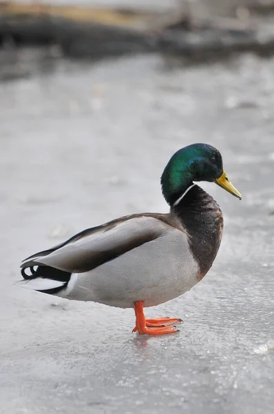 Patos Lago 2022 Inverno — Fotografia de Stock