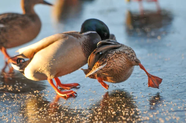 Patos Lago 2022 Inverno Imagens De Bancos De Imagens