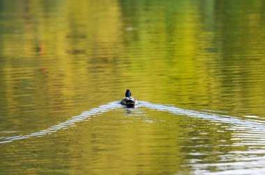 2022 yazında gölde ördekler