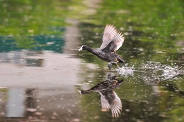 2022 yazında gölde ördekler