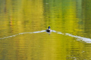 2022 yazında gölde ördekler