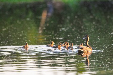 2022 yazında gölde ördekler