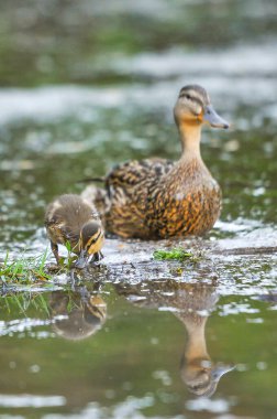 2022 yazında gölde ördekler