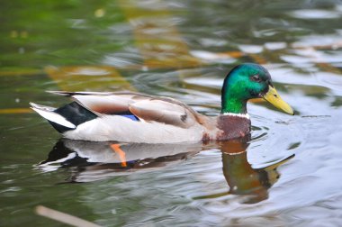 2022 yazında gölde ördekler