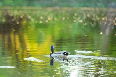 2022 yazında gölde ördekler