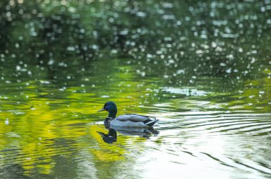 2022 yazında gölde ördekler