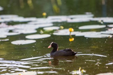 2022 yazında gölde ördekler
