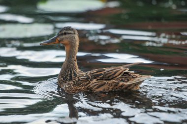 2022 yazında gölde ördekler