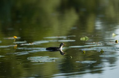 2022 yazında gölde ördekler