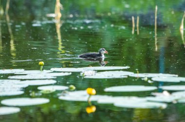 2022 yazında gölde ördekler