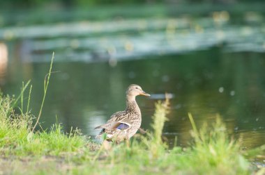 2022 yazında gölde ördekler