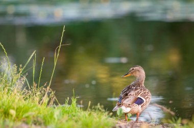 2022 yazında gölde ördekler