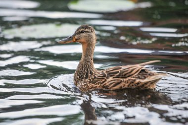 2022 yazında gölde ördekler