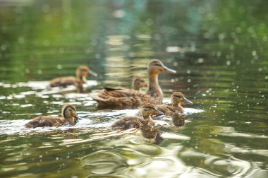 2022 yazında gölde ördekler