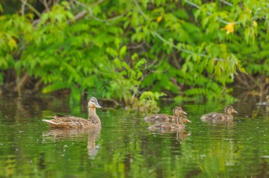 2022 yazında gölde ördekler