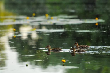 2022 yazında gölde ördekler