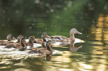 2022 yazında gölde ördekler