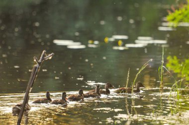 2022 yazında gölde ördekler