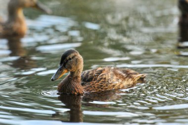 2022 yazında gölde ördekler