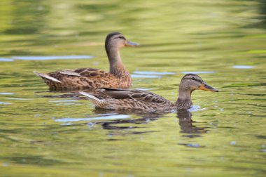 2022 yazında gölde ördekler