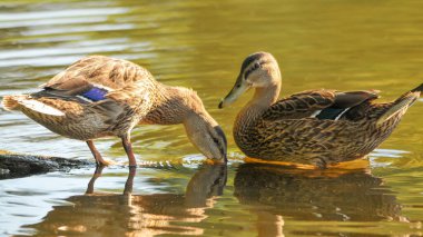 2022 yazında gölde ördekler