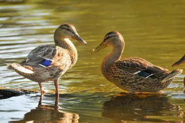 2022 yazında gölde ördekler