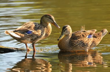 2022 yazında gölde ördekler