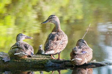 2022 yazında gölde ördekler