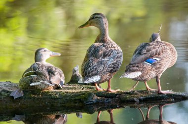 2022 yazında gölde ördekler