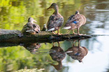 2022 yazında gölde ördekler