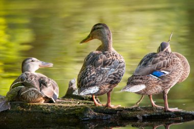2022 yazında gölde ördekler