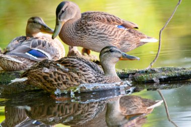 2022 yazında gölde ördekler