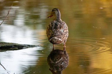 2022 yazında gölde ördekler