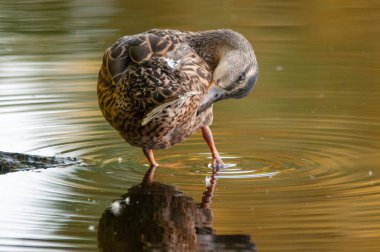 2022 yazında gölde ördekler