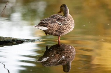 2022 yazında gölde ördekler