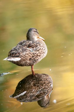 2022 yazında gölde ördekler