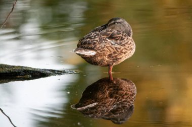 2022 yazında gölde ördekler